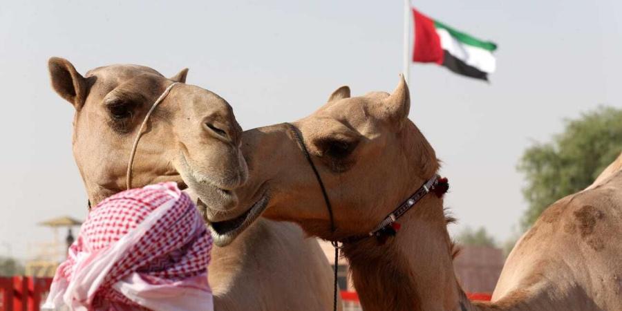 مهرجان الظفرة بدورته الـ 18 ينطلق اليوم في سويحان - اليوم الإخباري